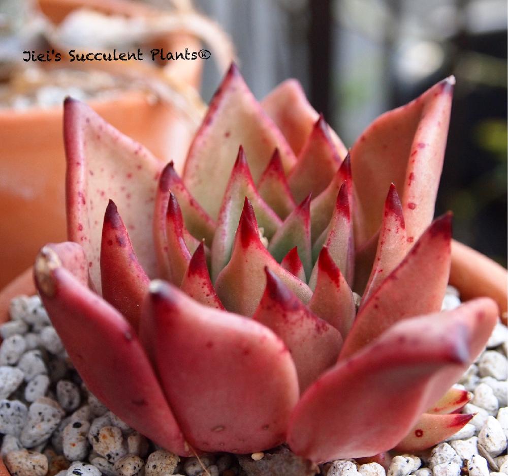 小さな庭の画像 by Jieiさん | 小さな庭とレッドエボニーとJiei's Succulent Plantsと多肉植物と多肉男子とボタニカルボーイとJiei's Garden Storyと植物男子とJiei's Garden®︎とわが家の多肉スペースとGS映えとJiei's Decorationと今日の一枚とJiei's DesignとJiei's CollectionとJiei's Echeveria Collection®︎とJiei's Share Happiness®︎とBotanical Boy