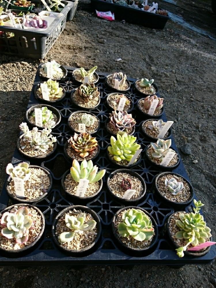 小さな庭の画像 by うぽさん | 小さな庭とセダム属と多肉植物と錦好きとポチり狩りといとおしい植物の表情フォトコンと植中毒とエケベリア属とポチりと可愛いと花のある暮らしと我が家のお外組と春がやって来た