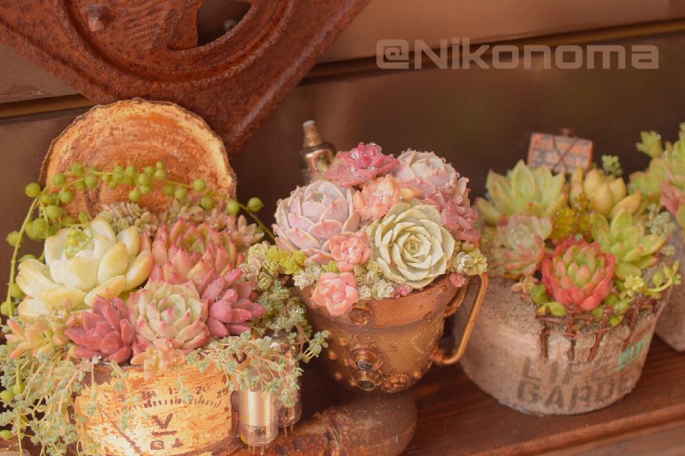 玄関の画像 by Nomachanさん | 玄関と多肉植物とW投稿とikuraチャンコンクリ鉢と繋がりに感謝と寄せ植えとスチームパンクと多肉のある暮らしと真空汚缶と植中毒とNikonomaスチームパンク鉢と笑顔の源と癒し空間と錆錆とタニラーとスチームパンク鉢とDIYとハンドメイドとサビじょとインダストリアル