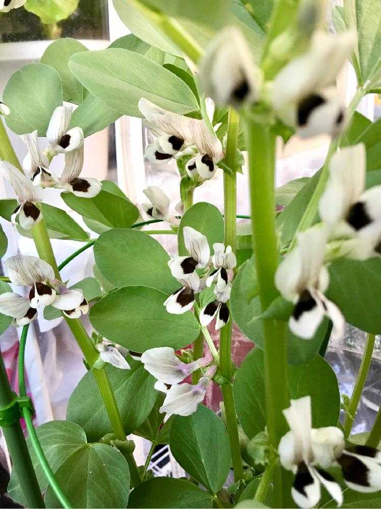 バルコニー/ベランダの画像 by シンバさん | バルコニー/ベランダとソラマメの花と初心者とお野菜作り〜〜とGS映えとソラマメ属と植中毒とはるが来た!と京都と花のある暮らしとちょっとひと息と京都ぶらぶらとバルコニスト