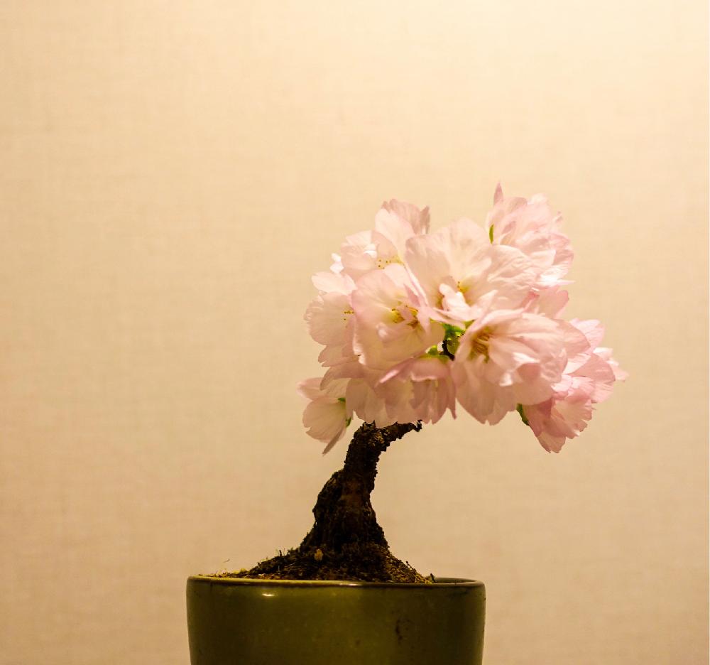 の画像 by Golivettiさん | サクラと開花と雑木盆栽と小盆栽と盆栽素材とさくら 桜 サクラとはるが来た!とミニ盆栽とお花見と花のある暮らしと豆盆栽と盆栽とbonsai