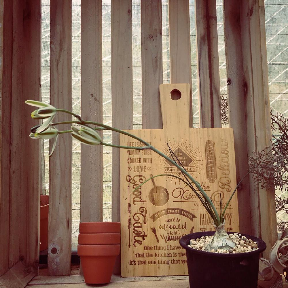 の画像 by mamoruさん | アルブカ ネルソニーと多肉球根とアルブカ属と植中毒と甘い香りと球根植物と南アフリカ球根