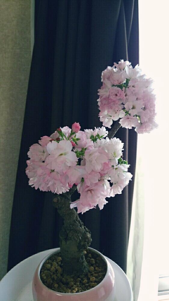 窓辺の画像 by 彩奈さん | 窓辺と一才桜と旭山桜と春のお花と観葉植物とプランターとわが家の観葉植物❢とGS映えと植物だいすきと春の訪れとno green no lifeと植中毒とはるが来た!と桜盆栽とミニ盆栽と一才桜旭山と花のある暮らしと盆栽といとおしい植物の表情フォトコンと『2018桜』コンテスト