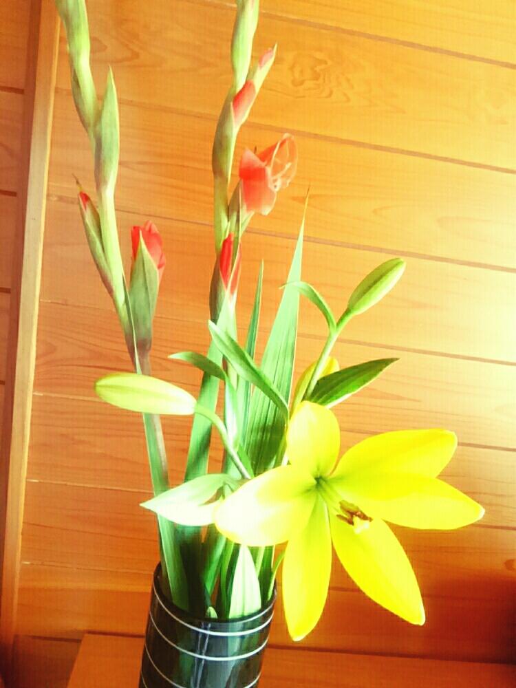 玄関の画像 by nyaさん | 玄関とユリとグラジオラスと花のある暮らし