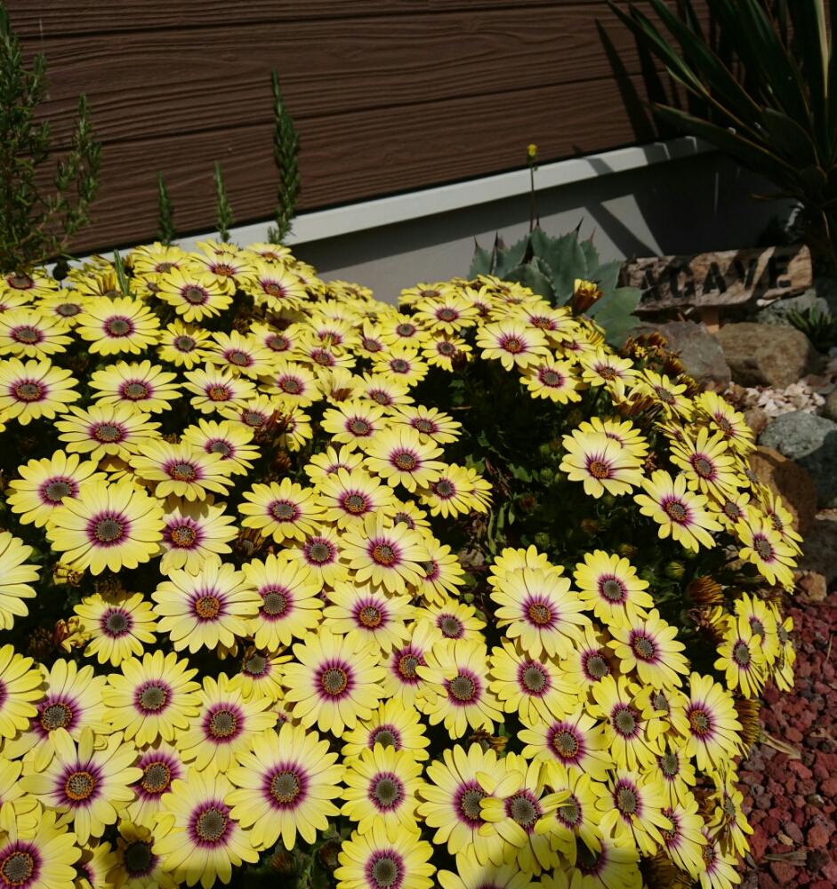 アプローチの画像 by k1さん | アプローチと何の花??と大量の花と植中毒と冬眠明けと花のある暮らしとひっそりパリーとアガベ属