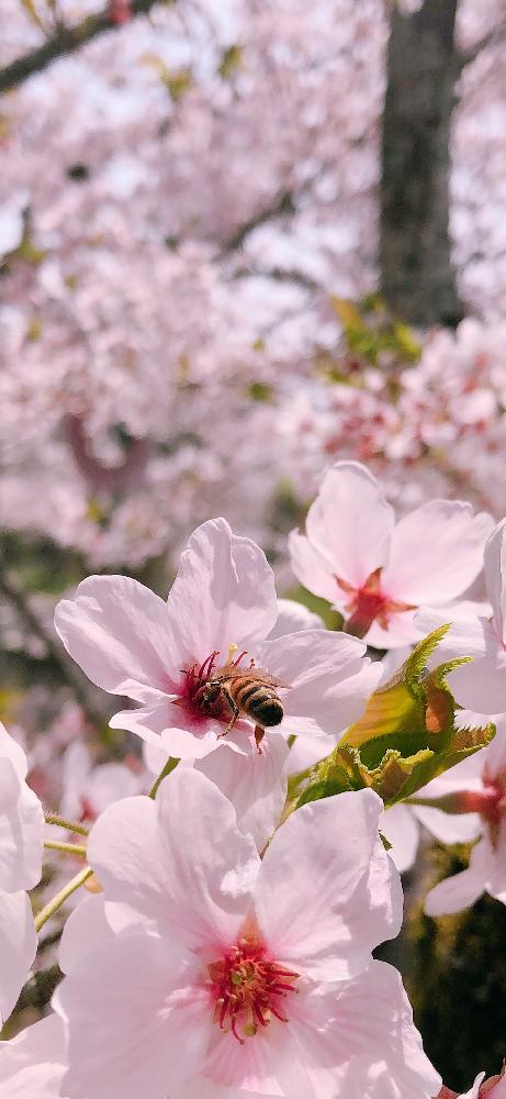 お出かけ先の画像 by ☆hana☆さん | お出かけ先とサクラと『2018桜』コンテストと植中毒とエケベリア女子とOMTN©とタニラー