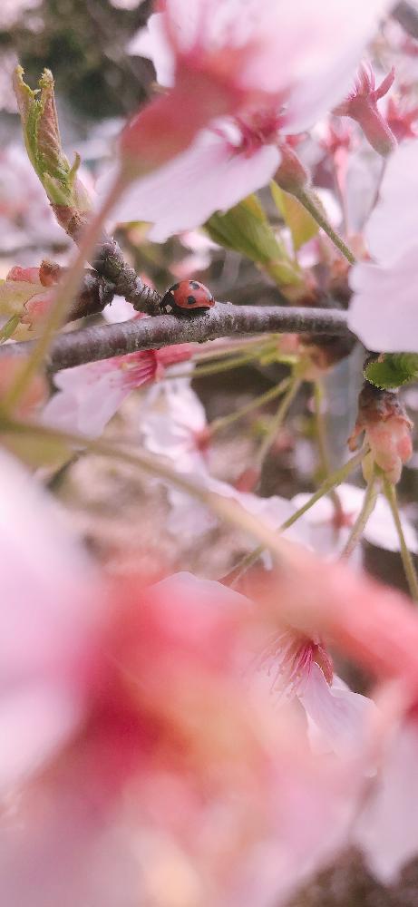 お出かけ先の画像 by ☆hana☆さん | お出かけ先とサクラと『2018桜』コンテストと植中毒とエケベリア女子とOMTN©とタニラー