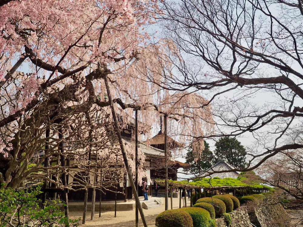 お出かけ先の画像 by Tenさん | お出かけ先とファインダー越しの私の世界とお写んぽとおさんぽとED 12-40mm F2.8 PROと京都 西山 善峯寺とGS映えとそうだ京都行こうと『2018桜』コンテストとアートなTen写とボタニカルスポット2018春と花のある暮らしとお散歩