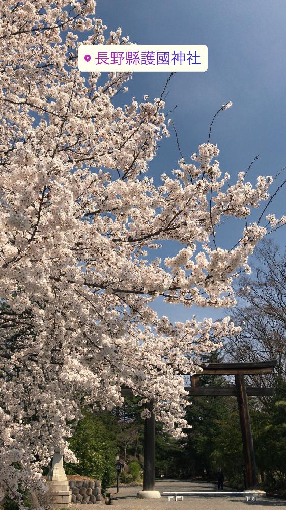 お出かけ先の画像 by ようきちさん | お出かけ先とサクラと名前を教えて!と『2018桜』コンテストと花のある暮らし