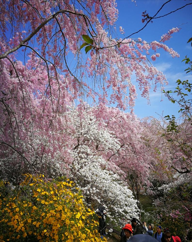 お出かけ先の画像 by ミルキーさん | お出かけ先とヤマブキとしだれ桜とスマホ撮影と旅先きフォトと『2018桜』コンテストと京都にてと桜咲く春とボタニカルスポット2018春と青空に映えると原谷苑