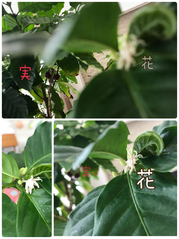 部屋の画像 by さくらさん | 部屋とコーヒーの木とコーヒーの実とコーヒーの花とチビコーヒー達とHTCとマザーコーヒーと植中毒とgreen green greenとホーチミンとワッサーとコーヒー実生とコーヒーと咲いた♡