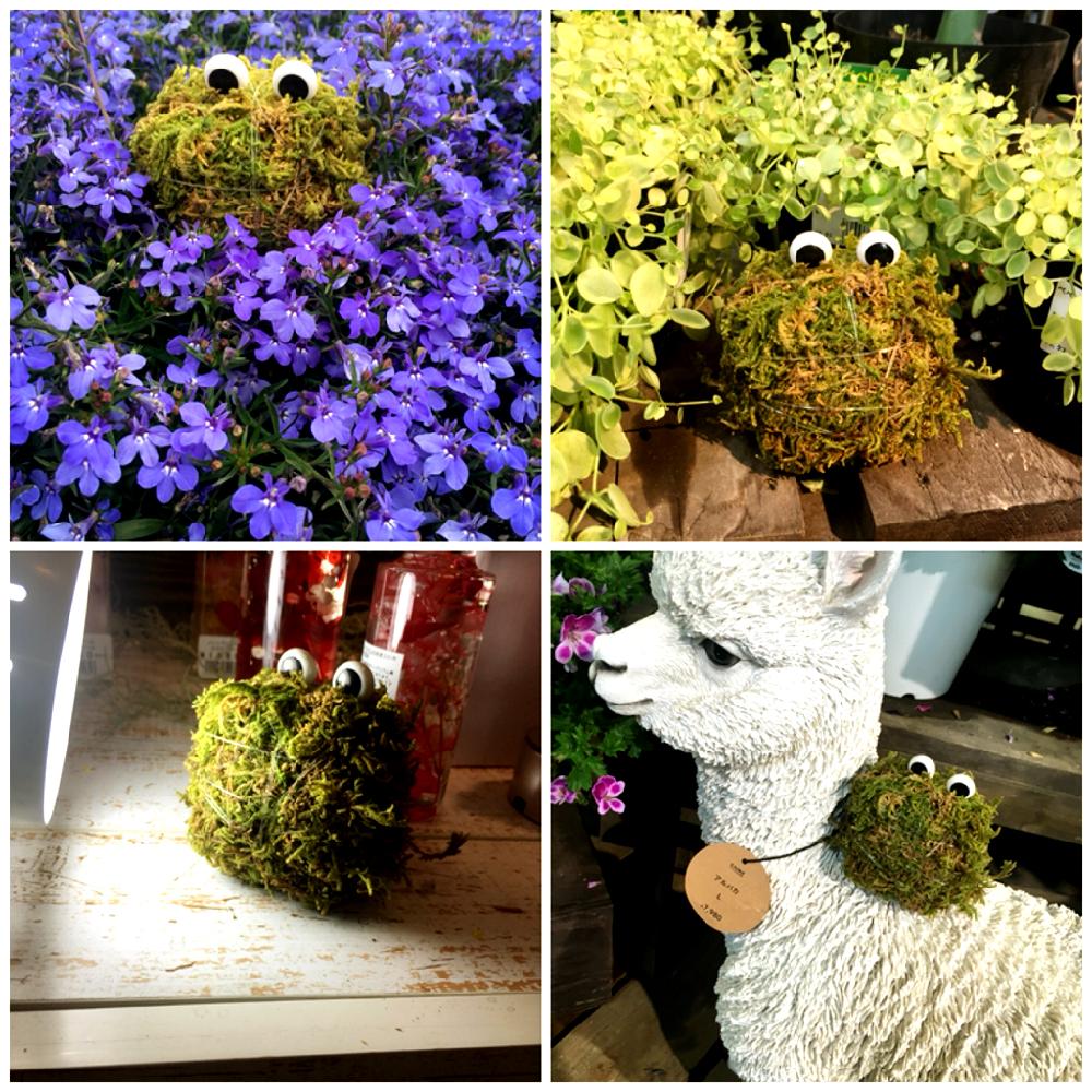 インテリアの画像 by カインズさん | インテリアと♯ハイゴケと苔 (コケ)とGS映えとスペゲスさんと植中毒とカインズと春休みとハイゴケ。と花のある暮らしとかわいいとカインズ浦和美園店とカインズホーム