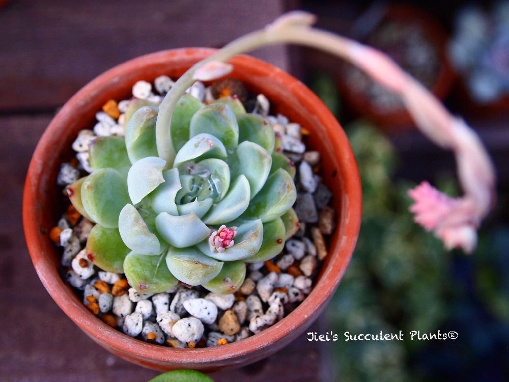 小さな庭の画像 by Jieiさん | 小さな庭とグリーンチェリーとJiei's Succulent Plantsと多肉植物と多肉男子とボタニカルボーイとJiei's Garden StoryとJiei's Garden®︎とわが家の多肉スペースといとおしい植物の表情フォトコンとGS映えとJiei's Decorationと今日の一枚とJiei's DesignとJiei's CollectionとJiei's Echeveria Collection®︎と暴れ多肉と花のある暮らしとJiei's Share Happiness®︎とBotanical Boy