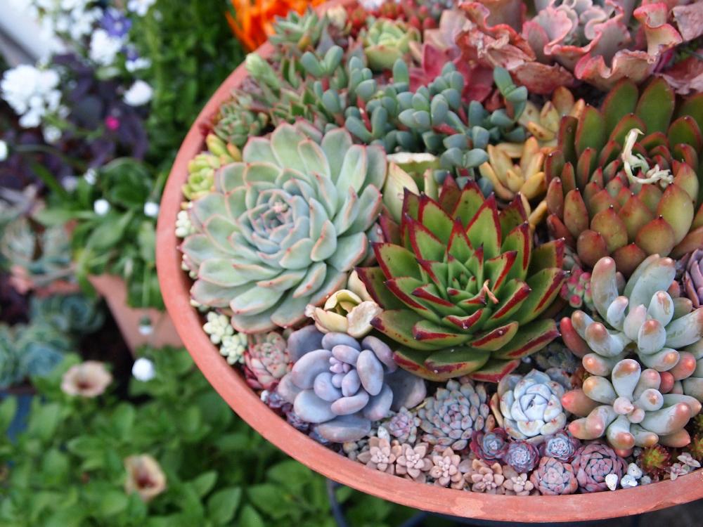 の画像 by Jieiさん | Jiei's Succulent Plantsと多肉植物と多肉男子とボタニカルボーイとJiei's Garden Storyと植物男子とJiei's Garden®︎とわが家の多肉スペースといとおしい植物の表情フォトコンとJiei's Container GardenとGS映えとJiei's FlowersとJiei's DecorationとJiei's DesignとJiei's Collectionとタニラーと男の寄せ植えとJiei's Echeveria Collection®︎と花のある暮らしとJiei's Sedum®︎とBotanical Boy