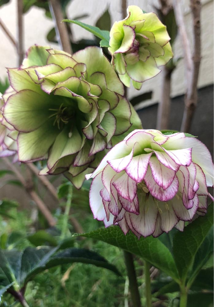 小さな庭の画像 by でぢゃぶぅさん | 小さな庭と団子より花でしょ〜と花咲かオヤジ♡と植中毒とダブルピコティー系と クリスマスローズと花のある暮らしとホワイトピコティ