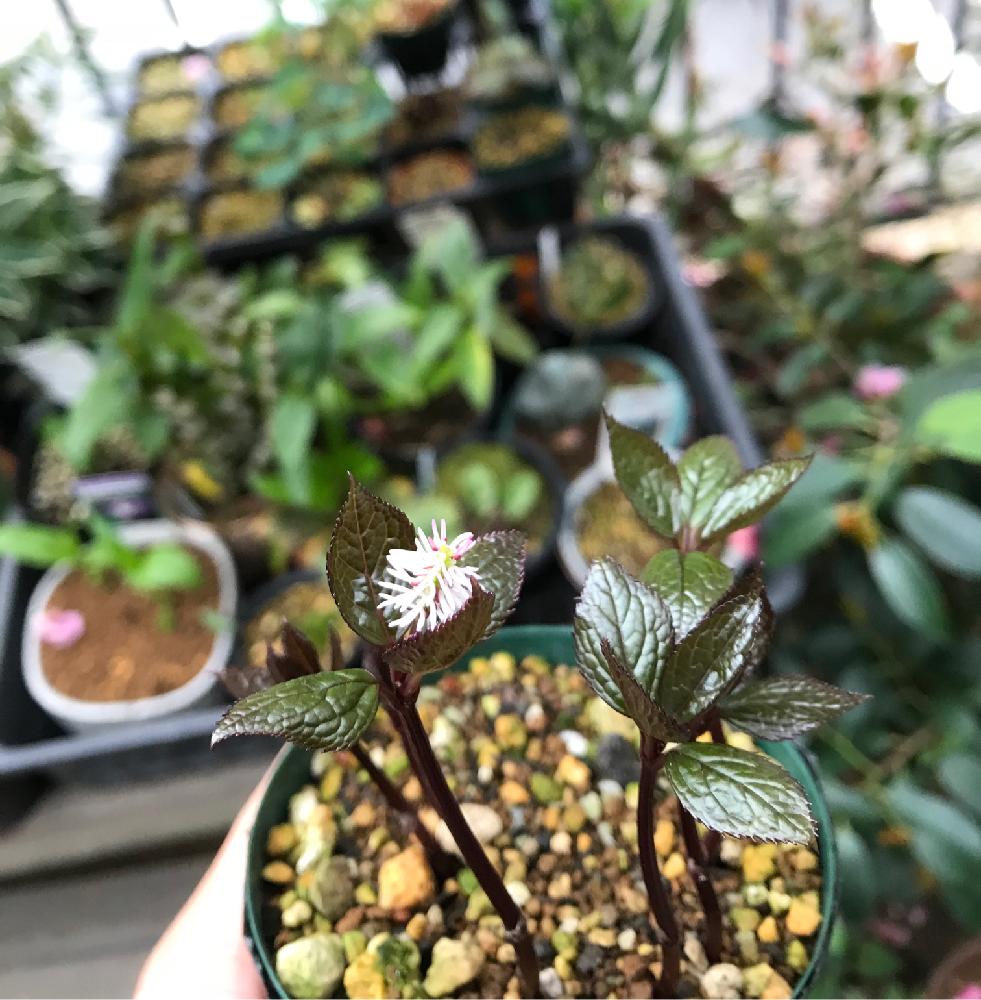 小さな庭の画像 by いろはさん | 小さな庭と日本の植物と野草と山野草と植中毒とセンリョウ科とチャラン属と珍品と日本の花