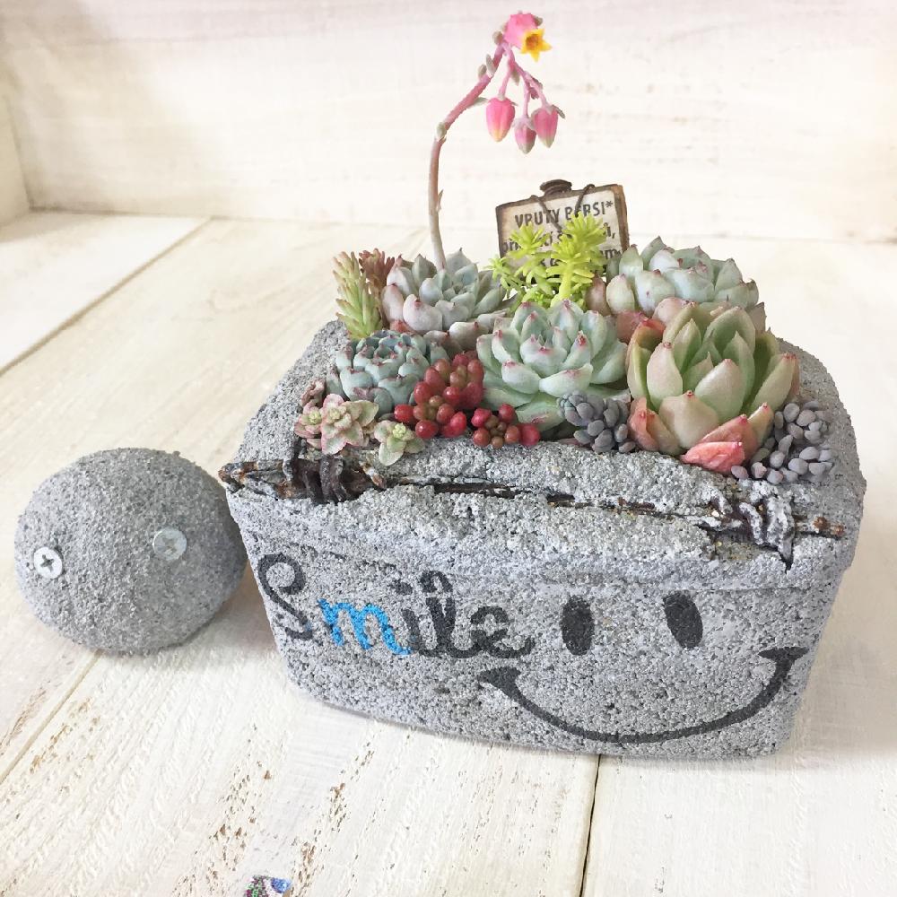 部屋の画像 by けいてぃーさん | 部屋と多肉大好きと寄せ植えとikuraさんのコンクリ鉢と寄せ植え用と植中毒と茨城タニラーと差し色コンクリ鉢とコロコロくんと可愛いとGS茨城タニラーの会♥と多肉生活