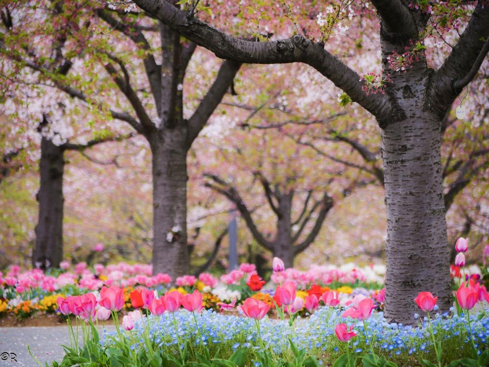 お出かけ先の画像 by あーるさん | お出かけ先とWEEKEND FLOWERとmyphotoと写真撮影と癒しと春がきたとわたしメモとGS映えと チューリップと『2018桜』コンテストと植中毒と今日の一枚と今日のお花とていねいに暮らすとお花見と今日の花とボタニカルスポット2018春とネオフィラと花のある暮らしと投稿200記念とさくら桜サクラとさくら広場
