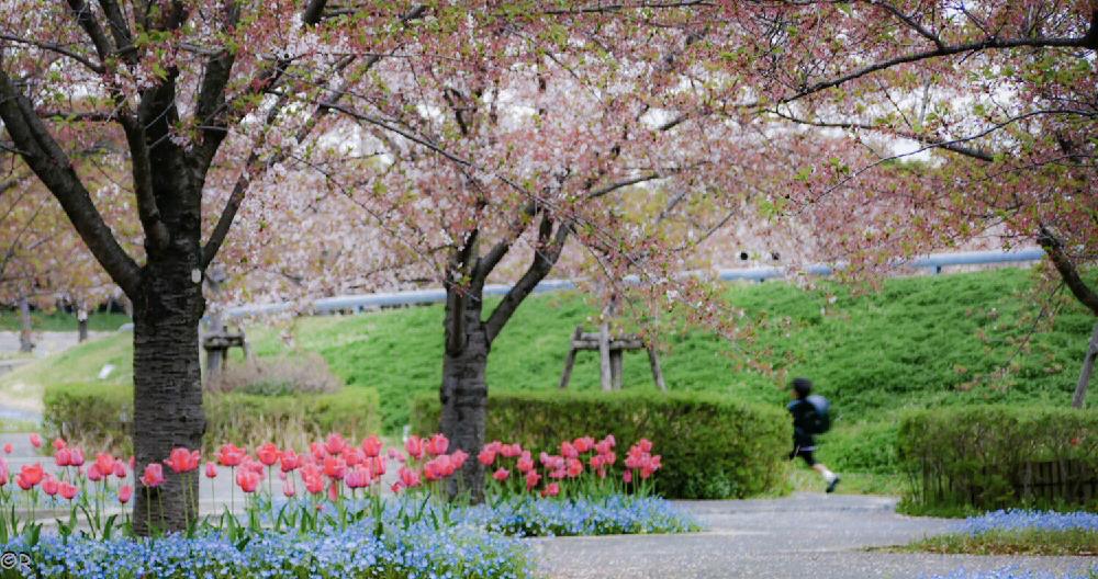 お出かけ先の画像 by あーるさん | お出かけ先とWEEKEND FLOWERとmyphotoと写真撮影と4月と癒しとweekend flower アンバサダーとわたしメモとGS映えと2018と チューリップと今日の一枚とていねいに暮らすとお花見と今日の花とボタニカルスポット2018春とネオフィラと花のある暮らしと投稿200記念とさくら桜サクラとさくら広場