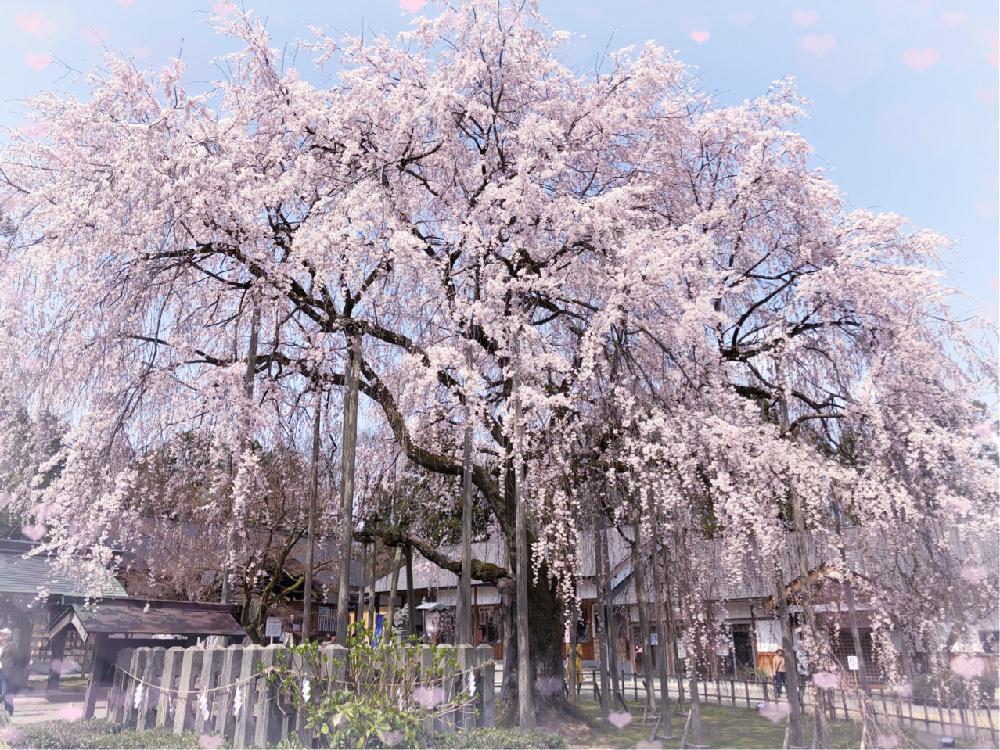 お出かけ先の画像 by ミクママさん | お出かけ先としだれ桜とスマホ撮影とありがとう♡と富山支部と素敵な場所と癒される~と『2018桜』コンテストと今日の一枚と花のある暮らしと春だねぇと福井県の素敵な所