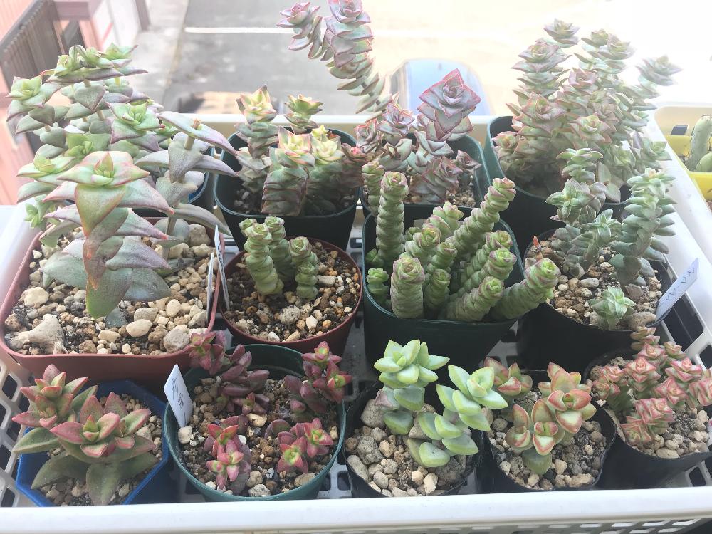 バルコニー/ベランダの画像 by うさぎのはなさん | バルコニー/ベランダと多肉植物と星シリーズとちっちゃいコとクラッスラ属と美人さんとお星様シリーズとわが家の植物とお星様と植中毒と多肉女子とかわいいことタニラーと大きくなった子とわが家の多肉ちゃんとバルコニスト