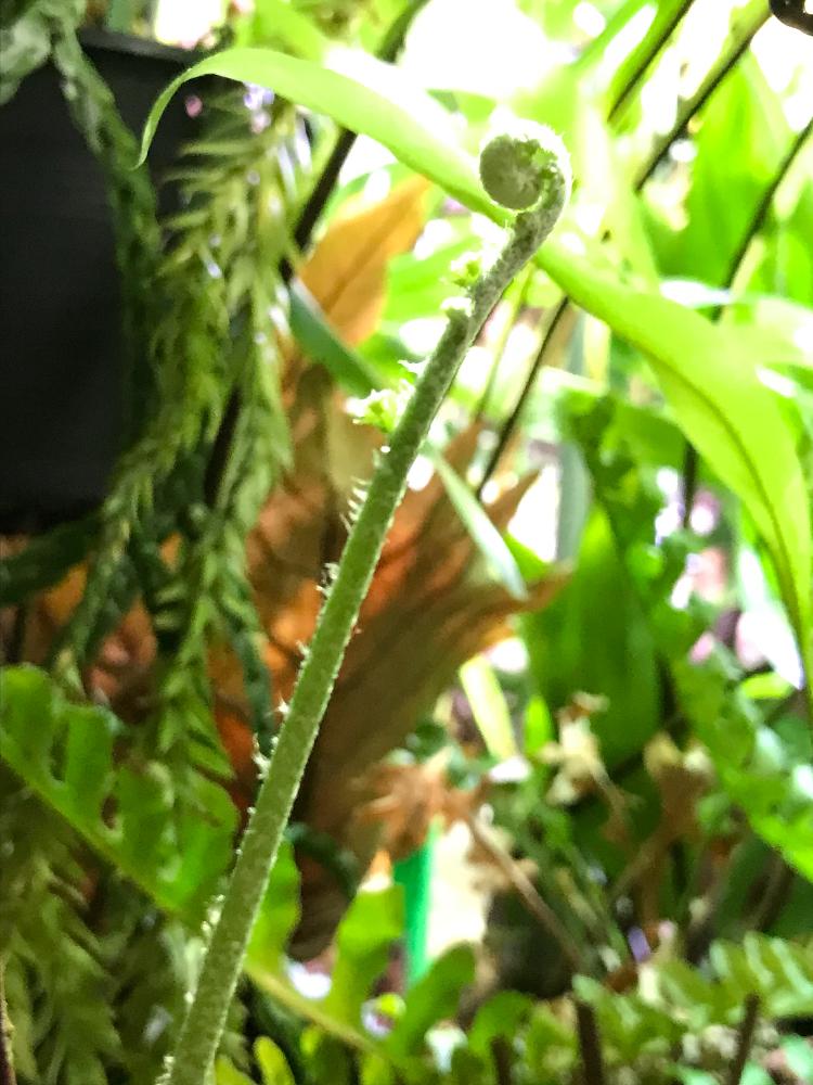 部屋の画像 by ナツさん | 部屋とDrynaria rigidula ' Whitei'とドリナリアと胞子葉とYouは植とボタニカルライフとドリナリストとウラボシ科とシダリストとドリナリア属と植中毒と活着とシダ植物と葉脈フェチと秘密基地と熱帯植物と植物のある暮らしと今日の一枚とシールドリーフとドリナリア普及委員会と珍奇植物とビザールプランツとインテリアグリーン