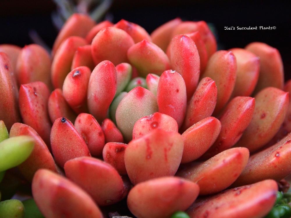 小さな庭の画像 by Jieiさん | 小さな庭とJiei's Succulent Plantsと多肉植物と多肉男子とボタニカルボーイとWEEKEND FLOWERとJiei's Garden Storyと植物男子と『マクロな世界』コンテストとJiei's Garden®︎とJiei's Container GardenとGS映えとJiei's Decorationと植中毒と今日の一枚とJiei's DesignとJiei's CollectionとタニラーとJiei's Echeveria Collection®︎と暴れ多肉とJiei's Share Happiness®︎とBotanical Boy
