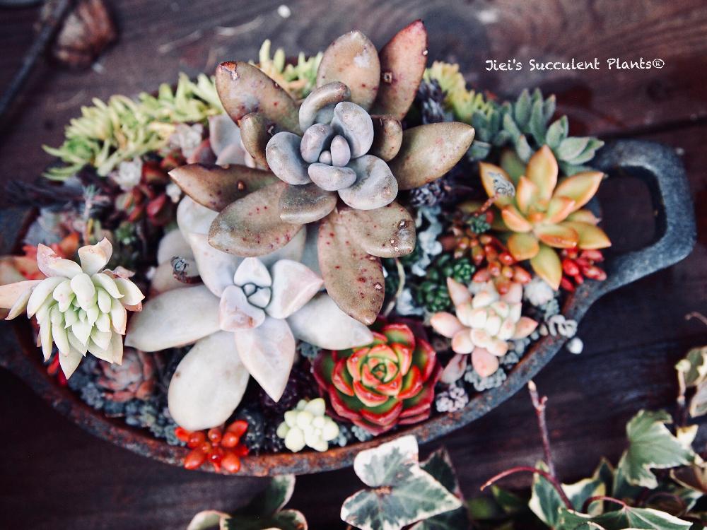 の画像 by Jieiさん | Jiei's Succulent Plantsと多肉植物と多肉男子とボタニカルボーイとWEEKEND FLOWERとJiei's Garden Storyと植物男子とJiei's Garden®︎とJiei's Container GardenとGS映えと今日の一枚とJiei's DesignとJiei's Collectionとタニラーと男の寄せ植えとJiei's Echeveria Collection®︎と暴れ多肉とJiei's Sedum®︎とJiei's Share Happiness®︎とBotanical Boy