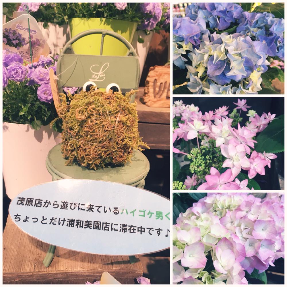 部屋の画像 by カインズさん | 部屋と♯ハイゴケと春のお花と苔 (コケ)とGS映えとスペゲスさんと紫陽花 アジサイ あじさいとカインズとアジサイ 紫陽花とカインズ茂原店とハイゴケ。と花のある暮らしとかわいいとカインズ浦和美園店とカインズホーム
