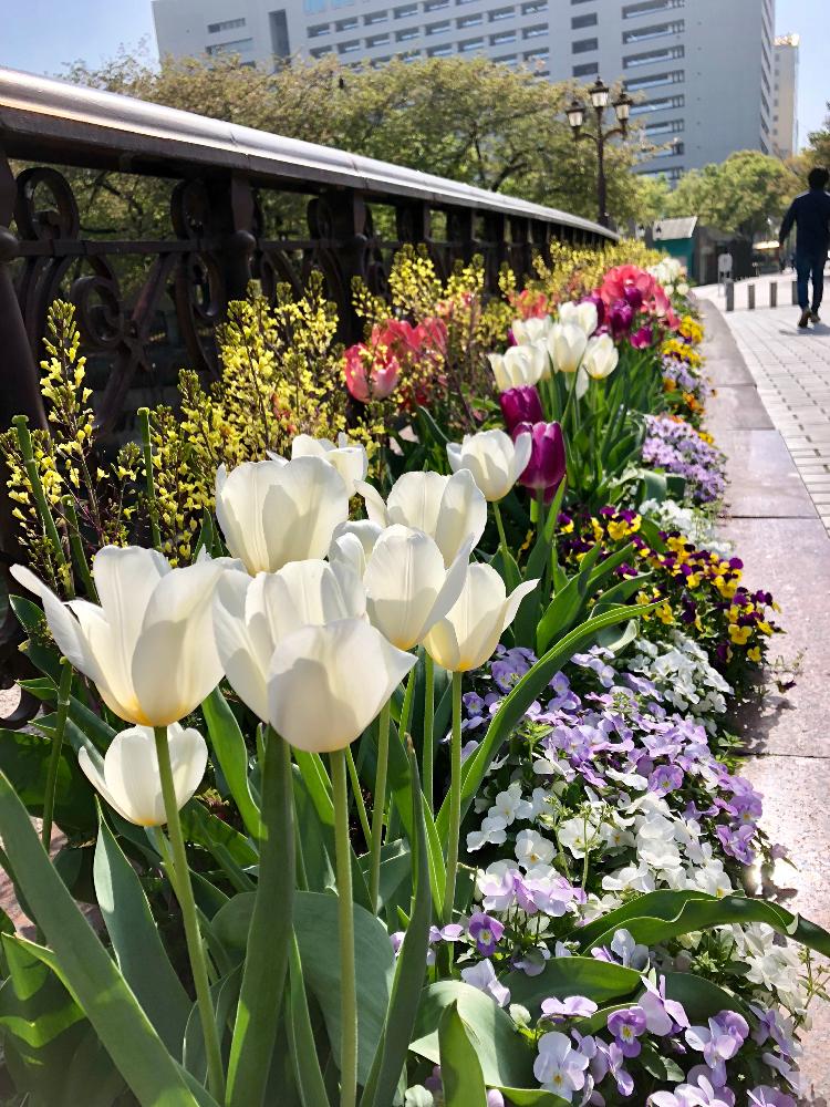 お出かけ先の画像 by Ohba Chiseさん | お出かけ先と一人一花と花のある暮らしと花のある街としゃがみこんで撮る