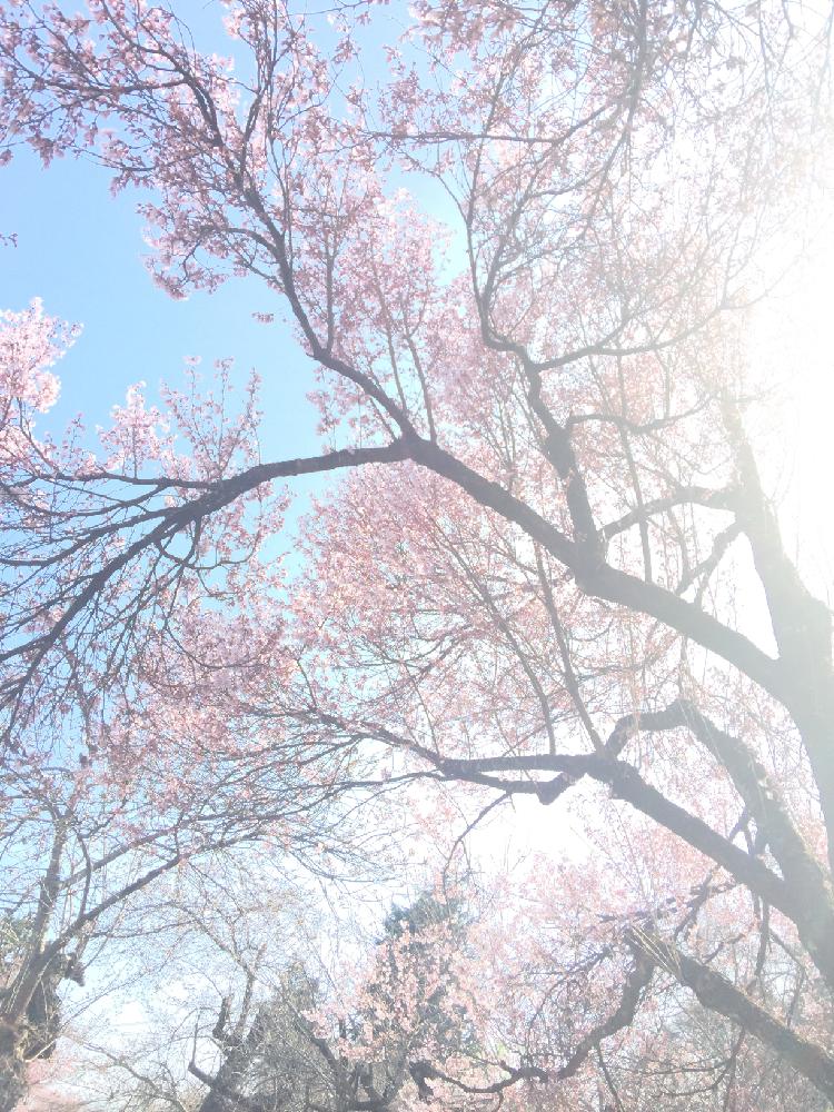 お出かけ先の画像 by ToniyMamaさん | お出かけ先とGS映えと優しい色合い♡と『2018桜』コンテストと植中毒と花のある暮らしと可愛いピンク色♡とお気に入り❤