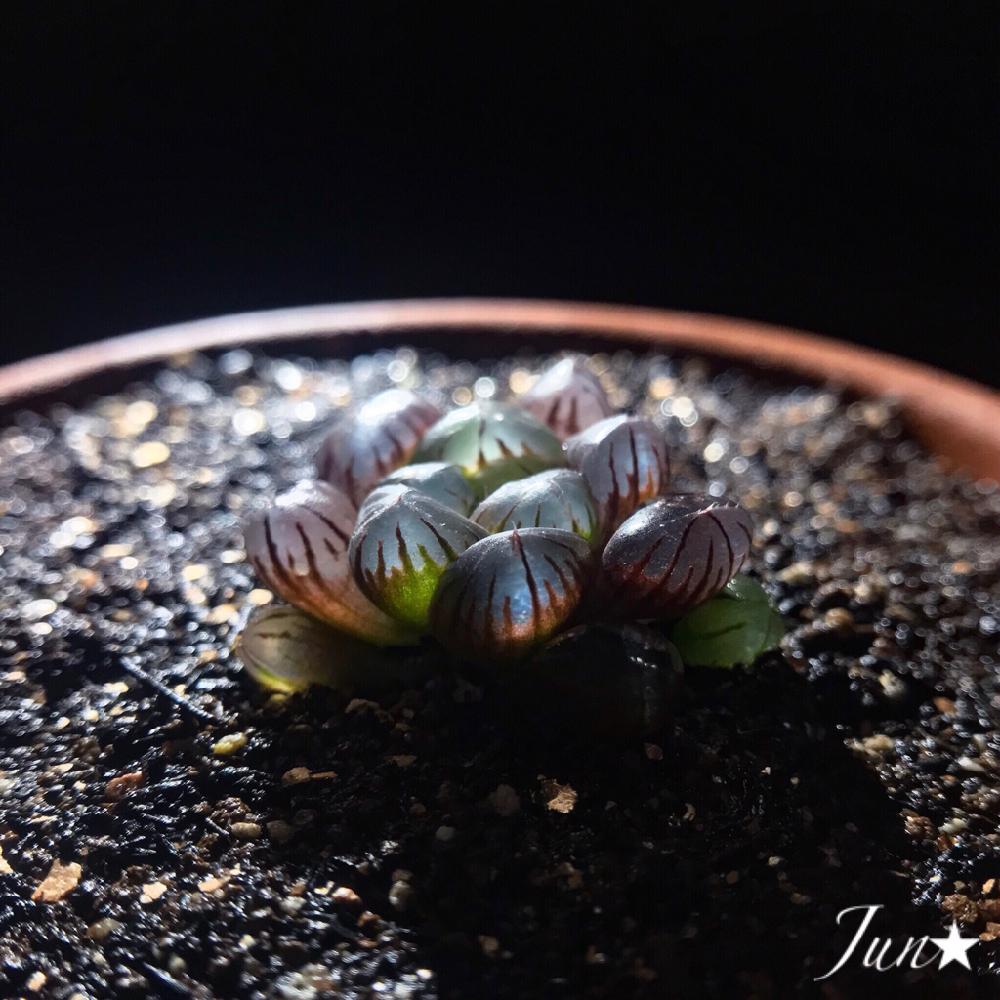 窓辺の画像 by Jun★さん | 窓辺とハオルチアとオブツーサとHaworthia obtusaと多肉植物とハオルチアオブツーサトゥルンカータと紫オブツーサ。と軟葉系ハオルチアとハオルチア属とオリジナルとHaworthia:ハオルチア/ハオルシアと植中毒とタニラーとハルオチアオブツーサと花のある暮らしとトゥルンカータとバルコニストとハオルチアブラックオブツーサとJun★のハオルチアとガチンコハオルチアクラブ