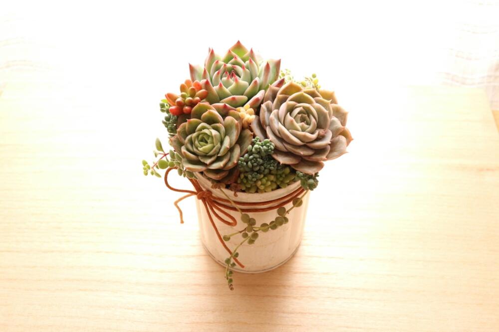バルコニー/ベランダの画像 by yuki_gardenさん | バルコニー/ベランダとナチュラル缶と多肉植物とリメ缶とベランダ多肉とGS映えと多肉植物寄せ植えと多肉植物のある暮らしと植中毒と多肉女子とタニラーとyuki_gardenと多肉寄せ植えと『ひとてま込めて』コンテストとバルコニスト