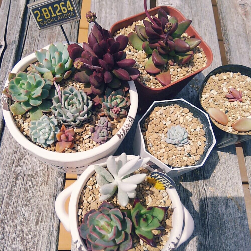 エクステリアの画像 by pokomiさん | エクステリアと多肉植物とスペクタビリス❤︎と植中毒と銀月。とエケベリア属 紅化粧とブルーエルフ♪と多肉女子と癒されるとタニラーと魅惑の宵*と可愛いとクラバータ。