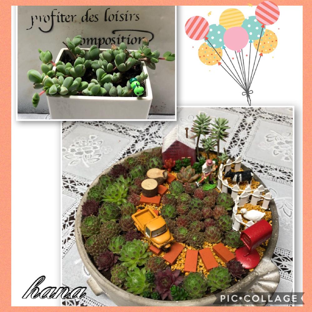 部屋の画像 by hanaさん | 部屋とHTCとセンペル❤︎と碧魚連♡と多肉箱庭とありがとう❤️と植中毒と花のある暮らしとハルさんの箱庭とトトの日