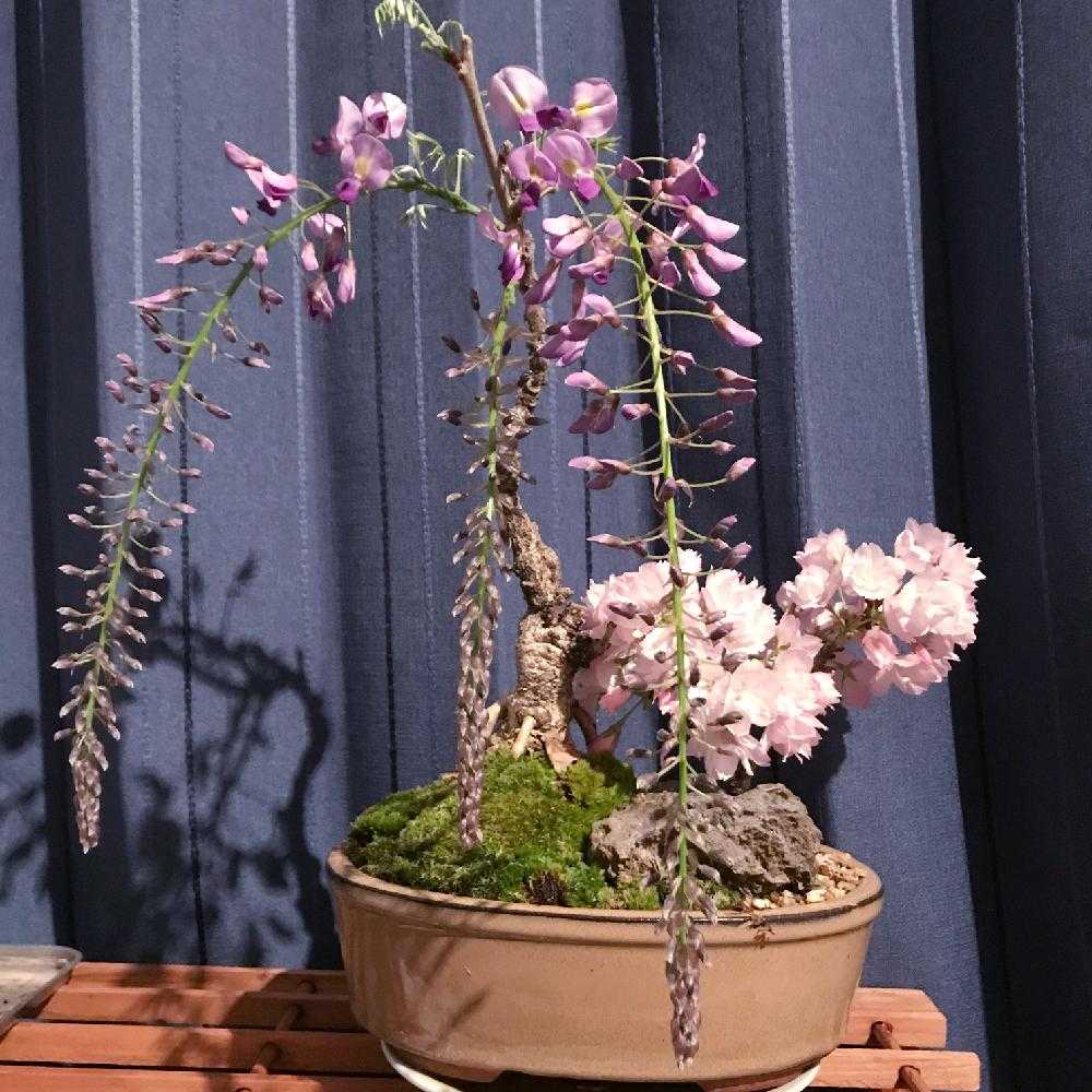 部屋の画像 by デジコタさん | 部屋と一才藤と一才桜 旭山と藤盆栽とGS映えと『2018桜』コンテストと植中毒と今日の一枚とさくら 桜 サクラと一才桜旭山と可愛いと花のある暮らしと盆栽と旭山桜の盆栽と記録用と咲いた!