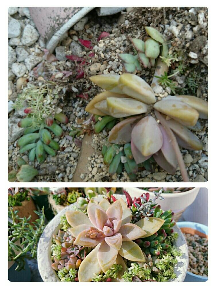 バルコニー/ベランダの画像 by さちべさん | バルコニー/ベランダと大好きな植物と突風のばか野郎とこころ☆と植中毒と花のある暮らしと入園式と多肉寄せ植え