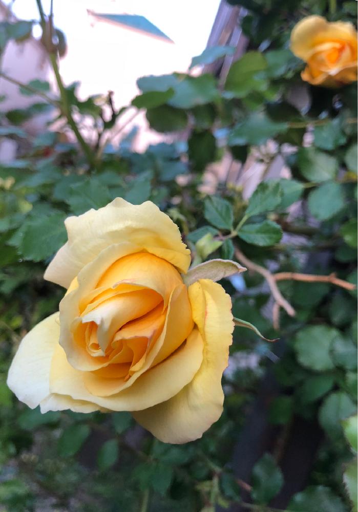 小さな庭の画像 by でぢゃぶぅさん | 小さな庭とばら バラ 薔薇と団子より花でしょ〜と花咲かオヤジ♡とつるバラと植中毒と花のある暮らしと黄色いバラ