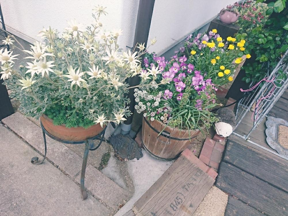 アプローチの画像 by sorimaさん | アプローチとアリッサムとビオラとフランネルフラワーと植中毒と花のある暮らしとはるが来た!