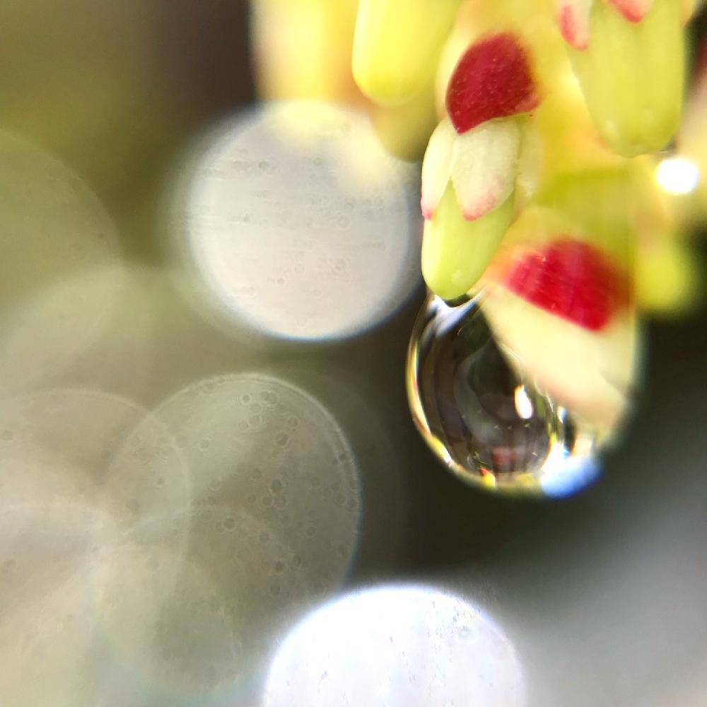 小さな庭の画像 by 苺さん | 小さな庭とマクロレンズとその他いろいろと手作りの庭とGS映えと植中毒と順調と花のある暮らしと『マクロな世界』コンテスト
