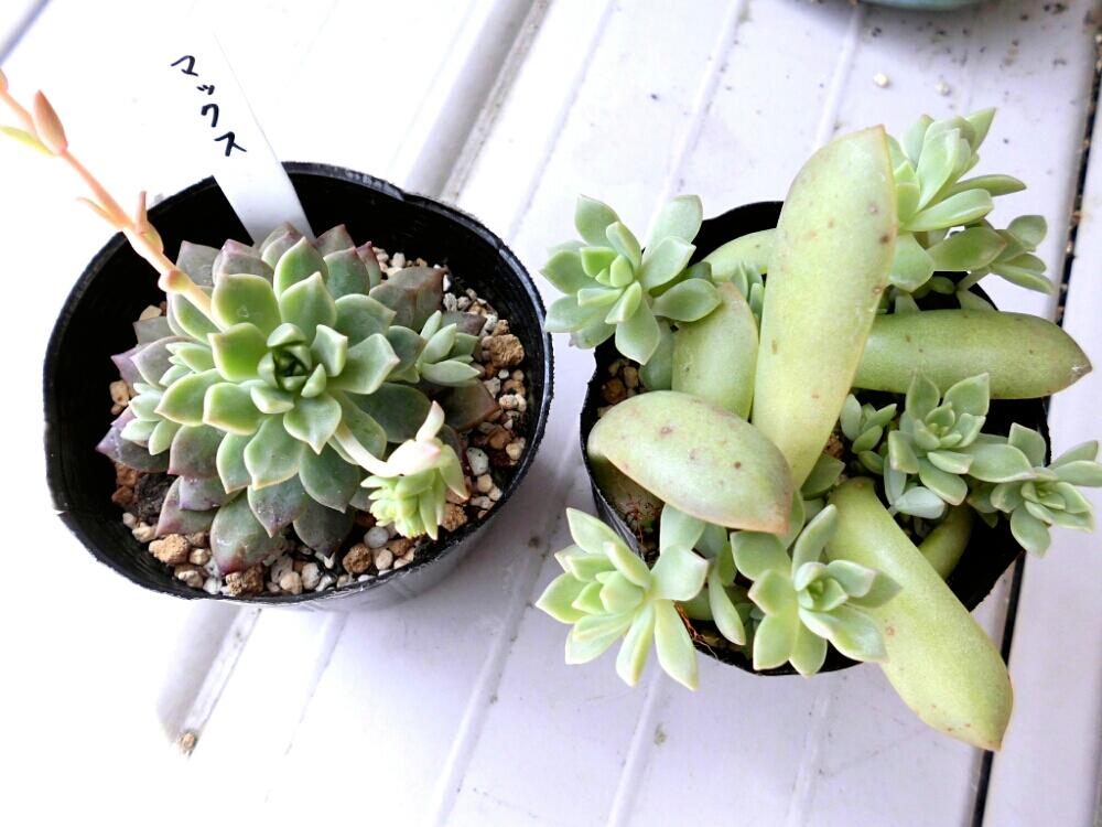 の画像 by lalaxxさん | 多肉植物とカット苗とエケベリア マックスと植中毒とエケベリア属とタニラーと葉挿し