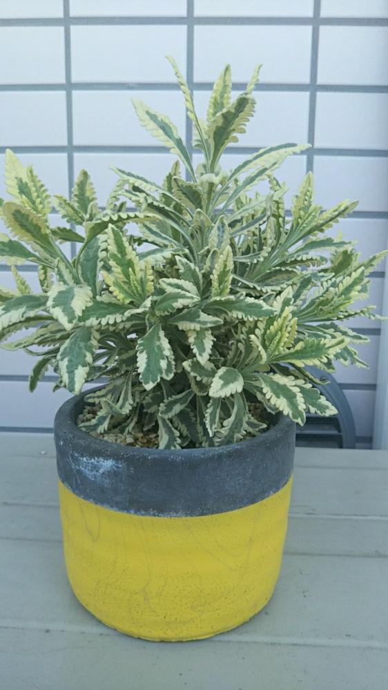 の画像 by のぞむさん | ラベンダー メルローと植中毒とバルコニストとタニラーとハーブ