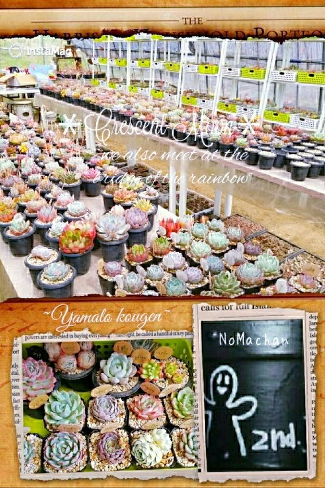 お出かけ先の画像 by *☆三日月☆*さん | お出かけ先と多肉植物とヒューミリス❤︎とダークホリックと大和高原の多肉屋さんとピンクチップス♡と多肉のある暮らしとシャネル☆とキャプテン ハイとアイオンと春*❀٭とツインベリー多肉とpalan☆とスイレン☆とエケベリア属と多肉色物とハンメリー♡とハミングウェイとボタニカルスポット2018春とマリア*ˊᵕˋ*と星影☆とマドレン☆と多肉植物 エケベリアと多肉多肉多肉とリメイク鉢とNomachan鉢