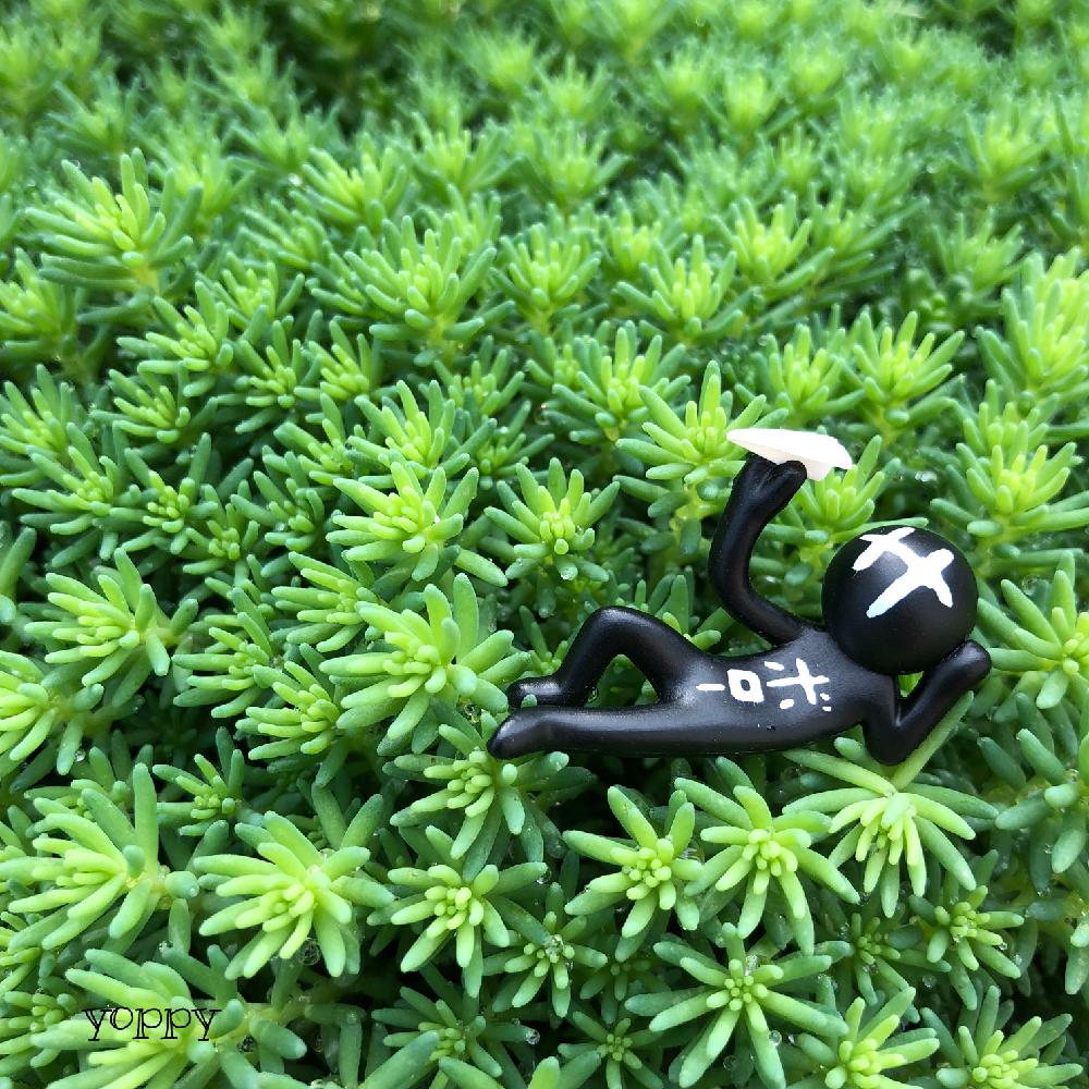 小さな庭の画像 by yoppyさん | 小さな庭とヒスパニクムと多肉植物とマイ・コレクションとリメ缶とカット苗と寄せ植えとわが家の多肉スペースとGS映えと雨ざらしと今日の一枚とリメ鉢と多肉女子とタニラーと北陸タニラーとナチュラルスタイルとガーデニングと多肉棚と石川県