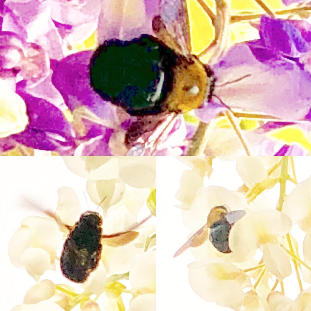 お出かけ先の画像 by たえたえさん | お出かけ先と植中毒と花のある暮らしとGS映えと藤の花♡