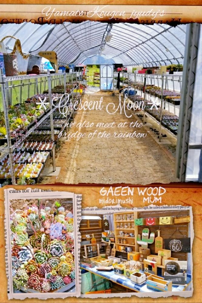 お出かけ先の画像 by *☆三日月☆*さん | お出かけ先と多肉植物とHTCと寄せ植えと雑貨好き♡とエケベリア属と多肉色物と韓国苗とボタニカルスポット2018春と多肉植物 エケベリアと多肉多肉多肉とリメイク鉢