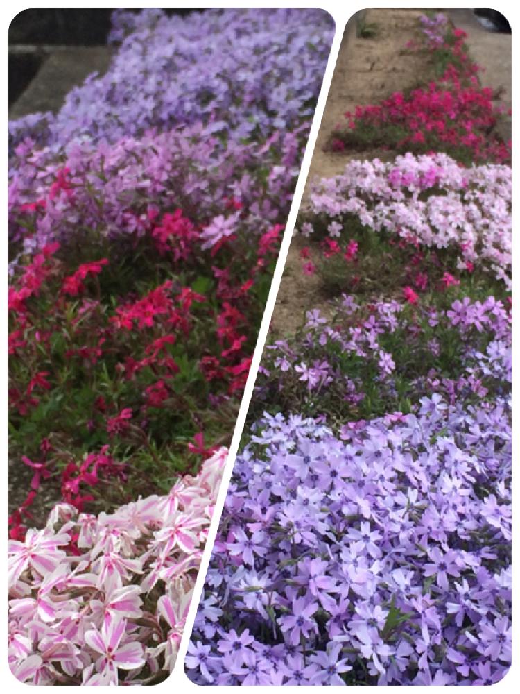 広い庭の画像 by アラパンさん | 広い庭とシバザクラとみどりのある暮らしと庭に咲く花と家庭菜園とガーデニングと花のある暮らし