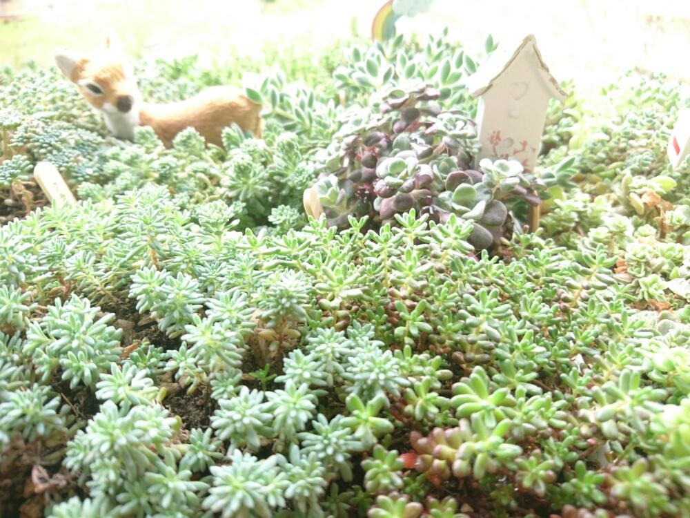 バルコニー/ベランダの画像 by ハニーさん | バルコニー/ベランダとセダム属と多肉植物とみどりのある暮らしとワサワサと多肉大好きと嫁も多肉とハニーのセダムの森とGS映えとベランダガーデンと植欲と植中毒と緑のある暮らしと多肉女子とタニラーとナチュラルスタイルと花のある暮らしと多肉初心者とバルコニスト