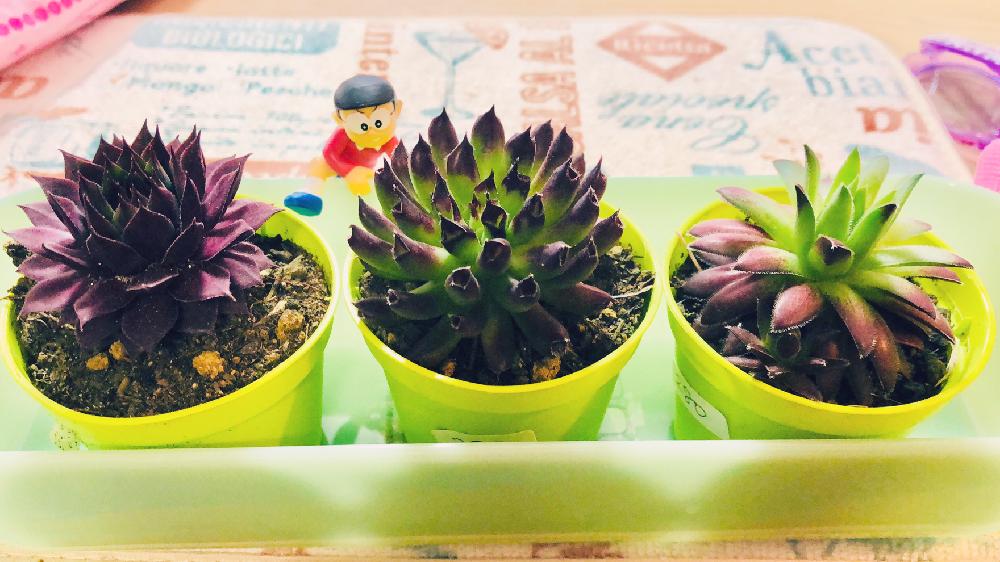 キッチンの画像 by mamisukeさん | キッチンと名前を教えて!と多肉植物とギザギザ葉っぱとタニラーとミニ多肉