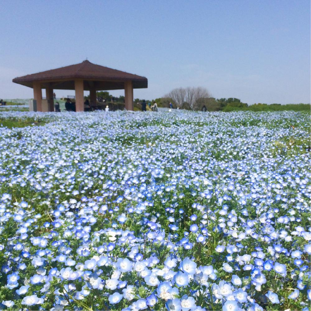 お出かけ先の画像 by *kumaさん | お出かけ先とネモフィラと気持ちいいGreen。と満開とGS映えとgreenのある生活とno green no lifeと植中毒とボタニカルスポット2018春と花のある暮らしと海の中道海浜公園